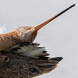 Black-tailed godwits
